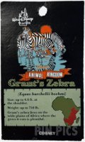 WDW - Zebra - The Adventure Begins Pin Safari 2001 - Animal Kingdom